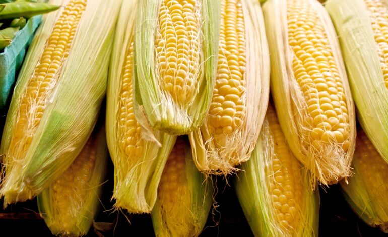 Corn Pulling Back as Traders Square Up Ahead of USDA Report