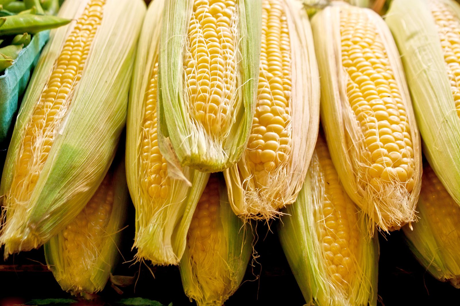 Corn Pulling Back as Traders Square Up Ahead of USDA Report